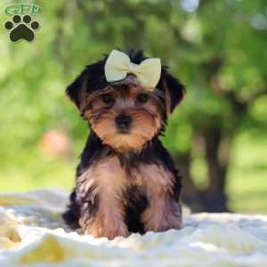 Miley, Yorkie Puppy